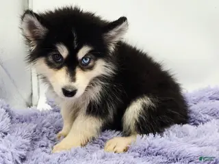 Siberian Husky dogs Sugar - Ad 6