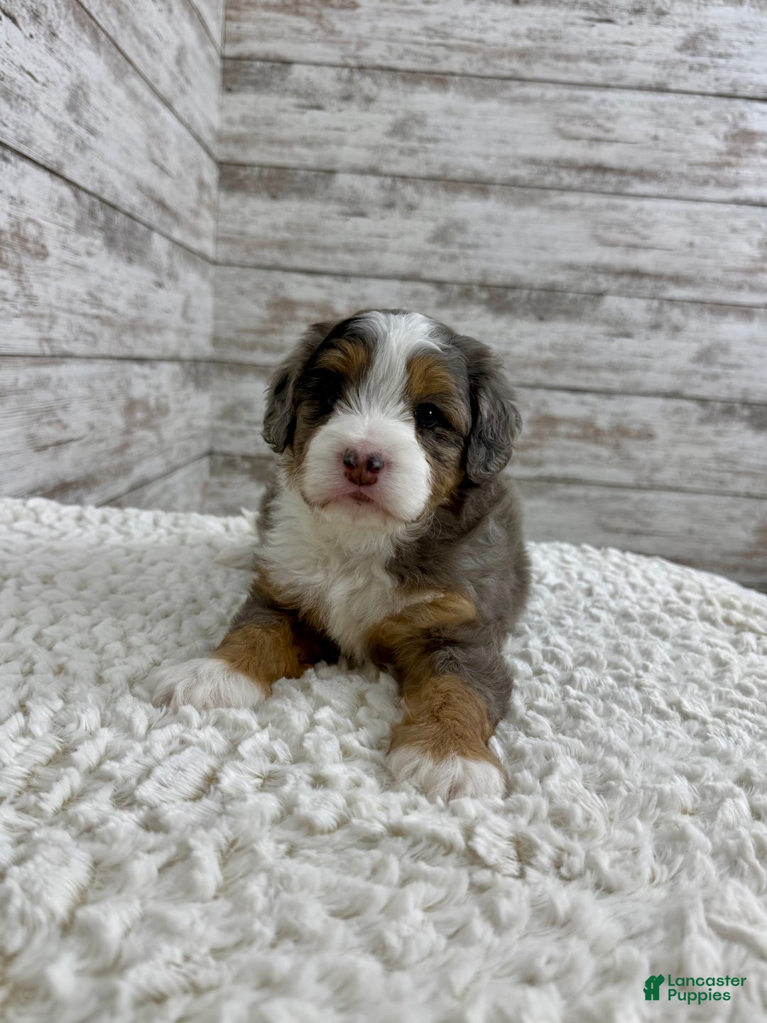 Mini Bernedoodle dogs for sale: Vince - Ad 2