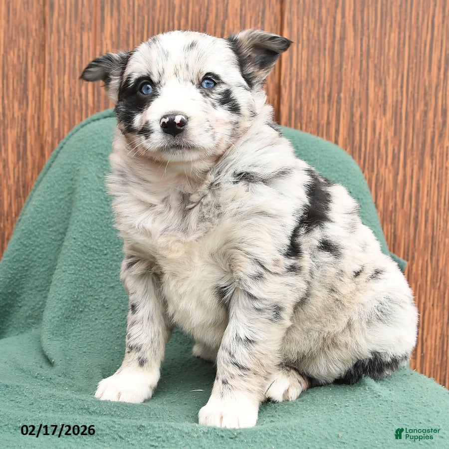 Mixed Breed dogs April - Ad 2