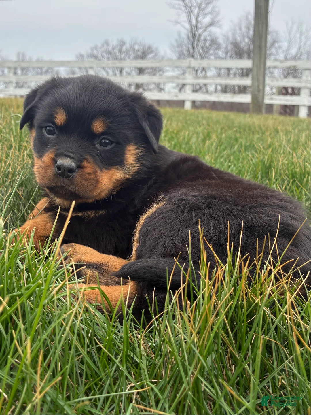 Rottweiler dogs for sale: Blaze - Ad 5