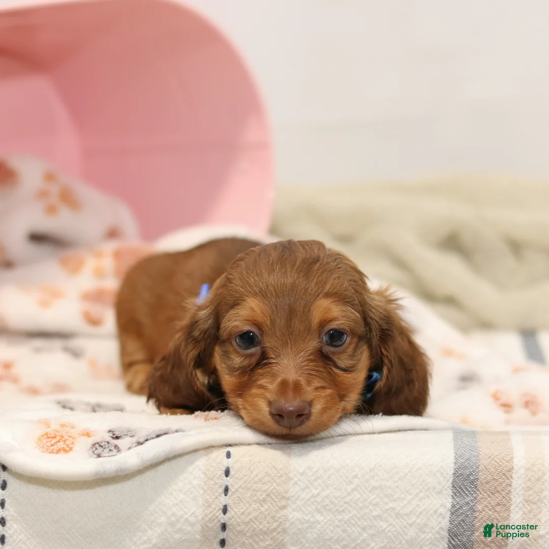 Miniature Dachshund dogs for sale: Gunner - Ad 2
