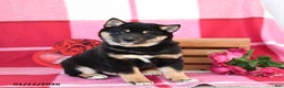 Shiba Inu dogs for sale: Burt - Ad 2