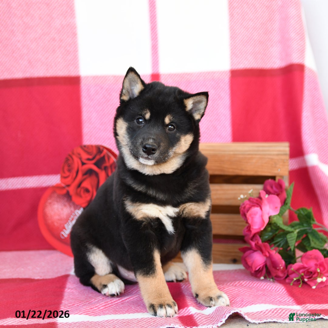 Shiba Inu dogs for sale: Burt - Ad 2
