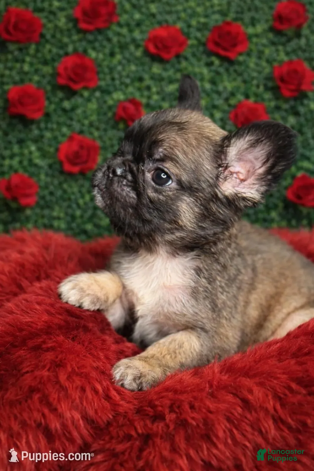 French Bulldog dogs for sale: Female Fluffy 2 - Ad 1