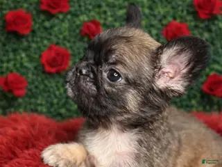 French Bulldog dogs Female Fluffy 2 - Ad 40