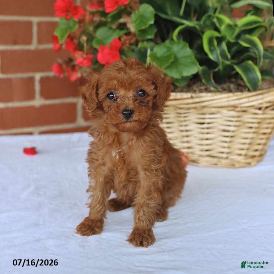 Toy Poodle dogs Theo - Ad 1