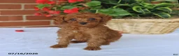 Toy Poodle dogs for sale: Theo - Ad 1