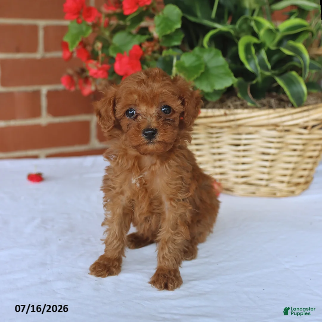 Toy Poodle dogs for sale: Theo - Ad 1