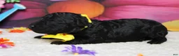 Toy Poodle dogs for sale: Dave  - Ad 5