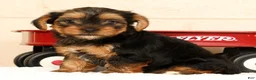 Yorkshire Terrier dogs for sale: Autumn - Ad 7