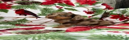 Miniature Dachshund dogs for sale: Davy - Ad 8