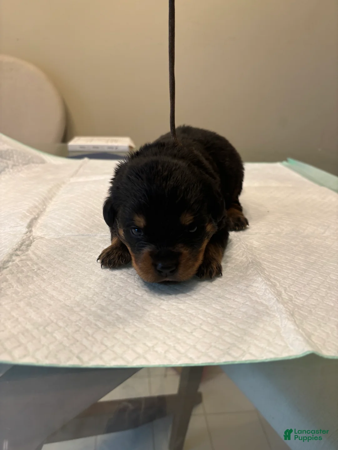 Rottweiler dogs for sale: Brown - Ad 2