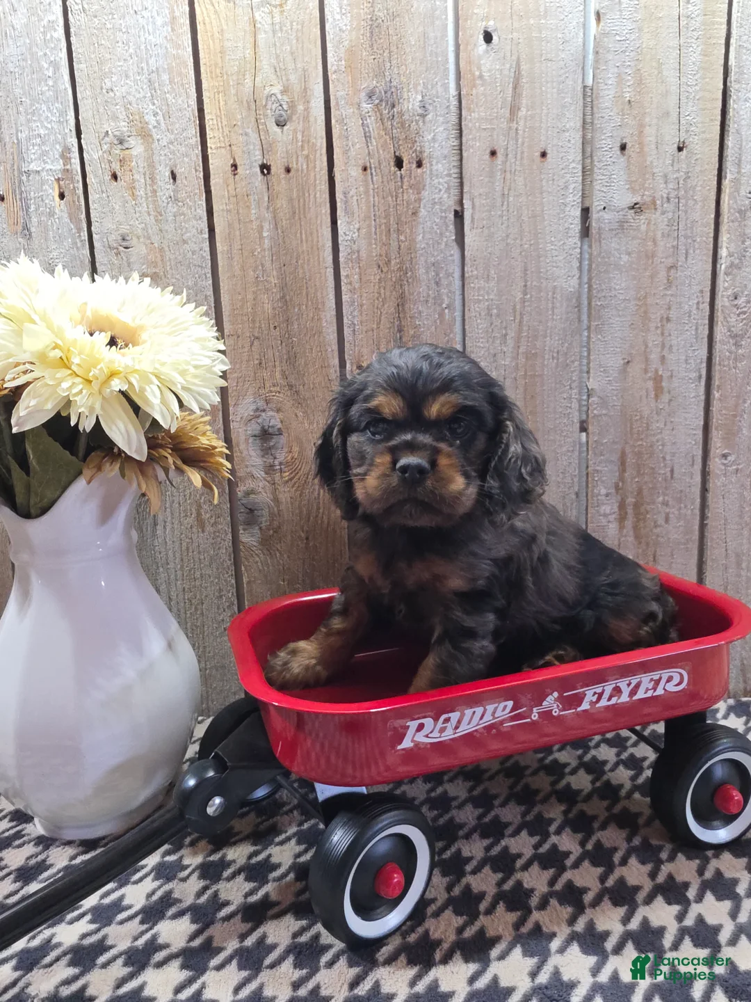 Cocker Spaniel dogs for sale: Leo - Ad 1