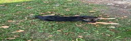 German Shepherd dogs for sale:  brownie  - Ad 5