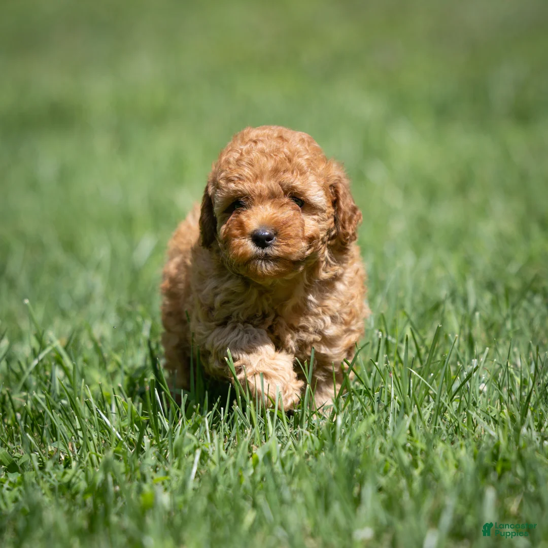 Miniature Poodle dogs for sale: Charm Miniature Poodle  - Ad 5