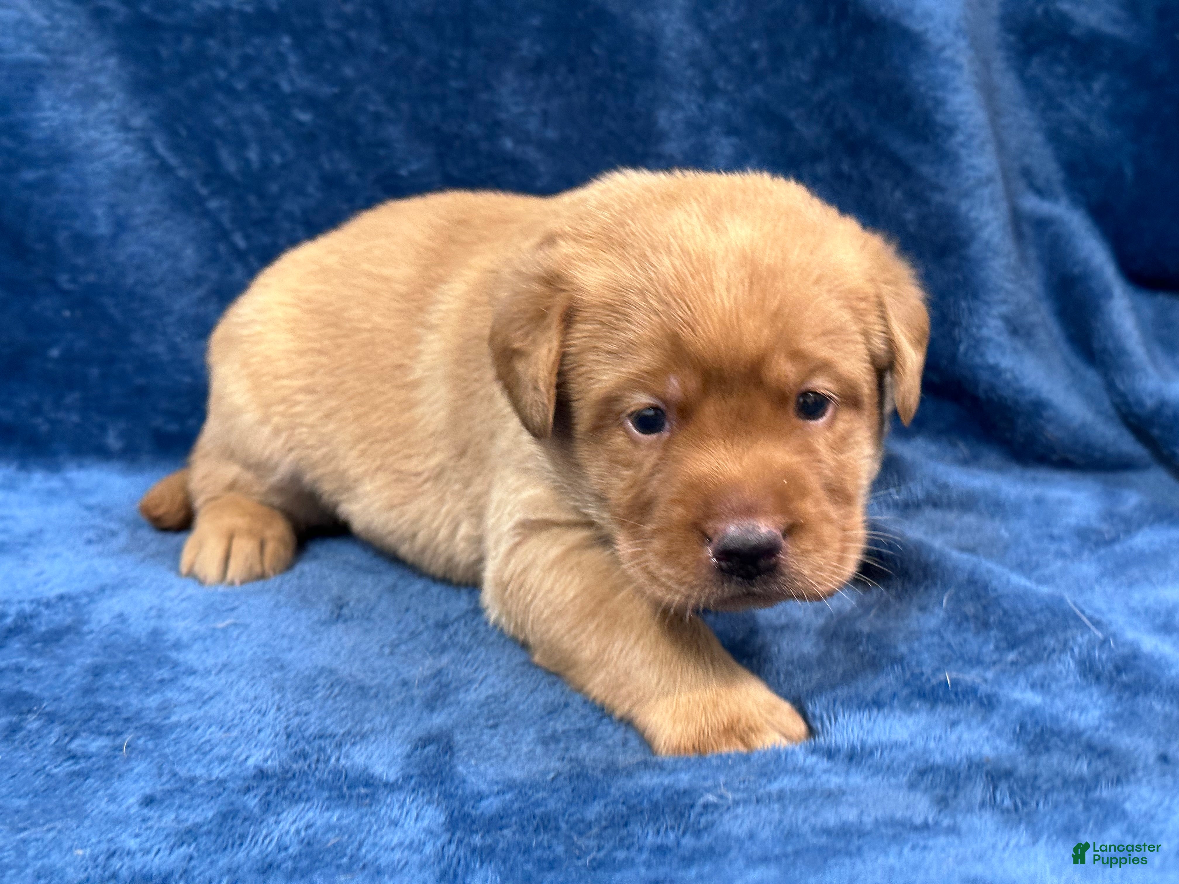 Labrador Retriever dogs Female #4 aka fourth born pup - Ad 2