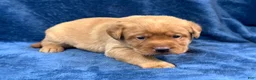 Labrador Retriever dogs for sale: Female #4 aka fourth born pup - Ad 2