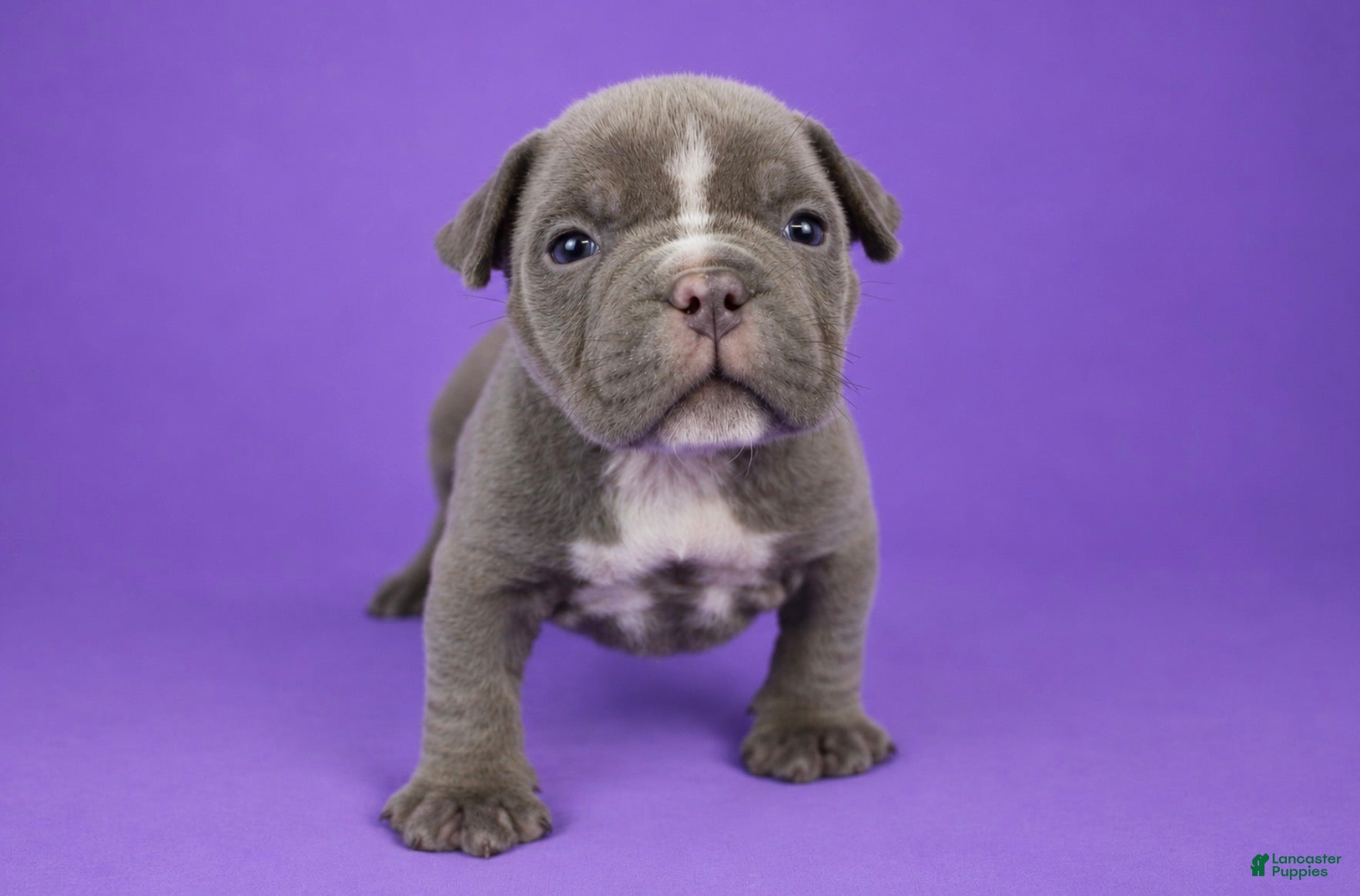 American Bully dogs for sale: Lilac Female - Ad 2