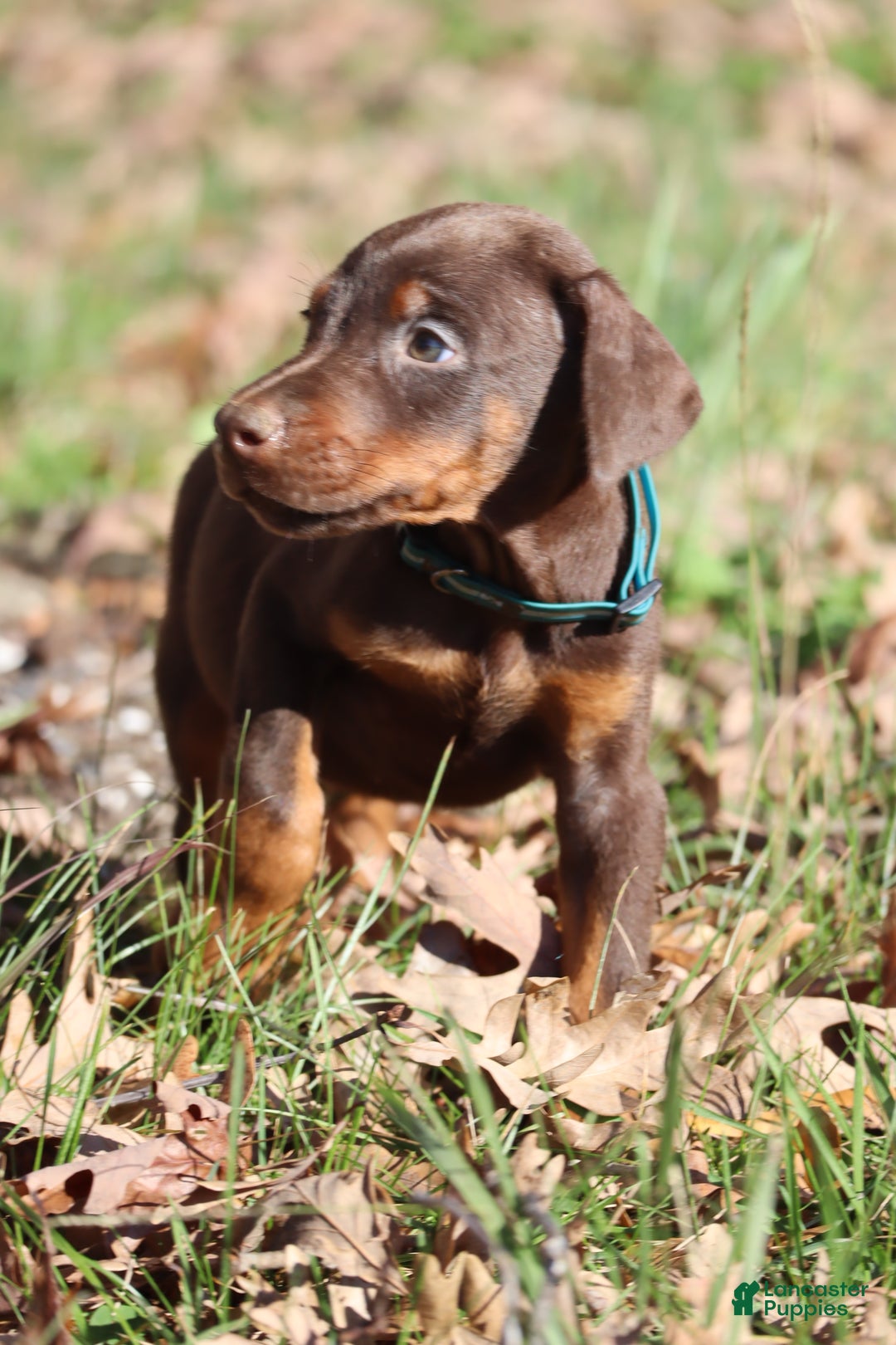 Doberman Pinscher dogs for sale: Hunter - Ad 3