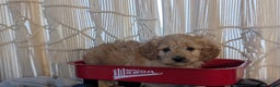 Cavapoo dogs for sale: Arlo - Ad 7