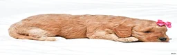 Mini Goldendoodle dogs for sale: Natalie - Ad 4