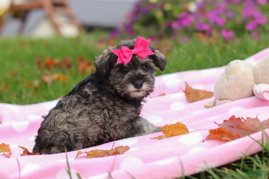 Miniature Schnauzer dogs for sale: Charity - Ad 2