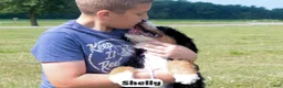 Bernedoodle dogs for sale: Shelly - Ad 5