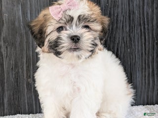 Teddy Bear dogs Sara - Ad 23