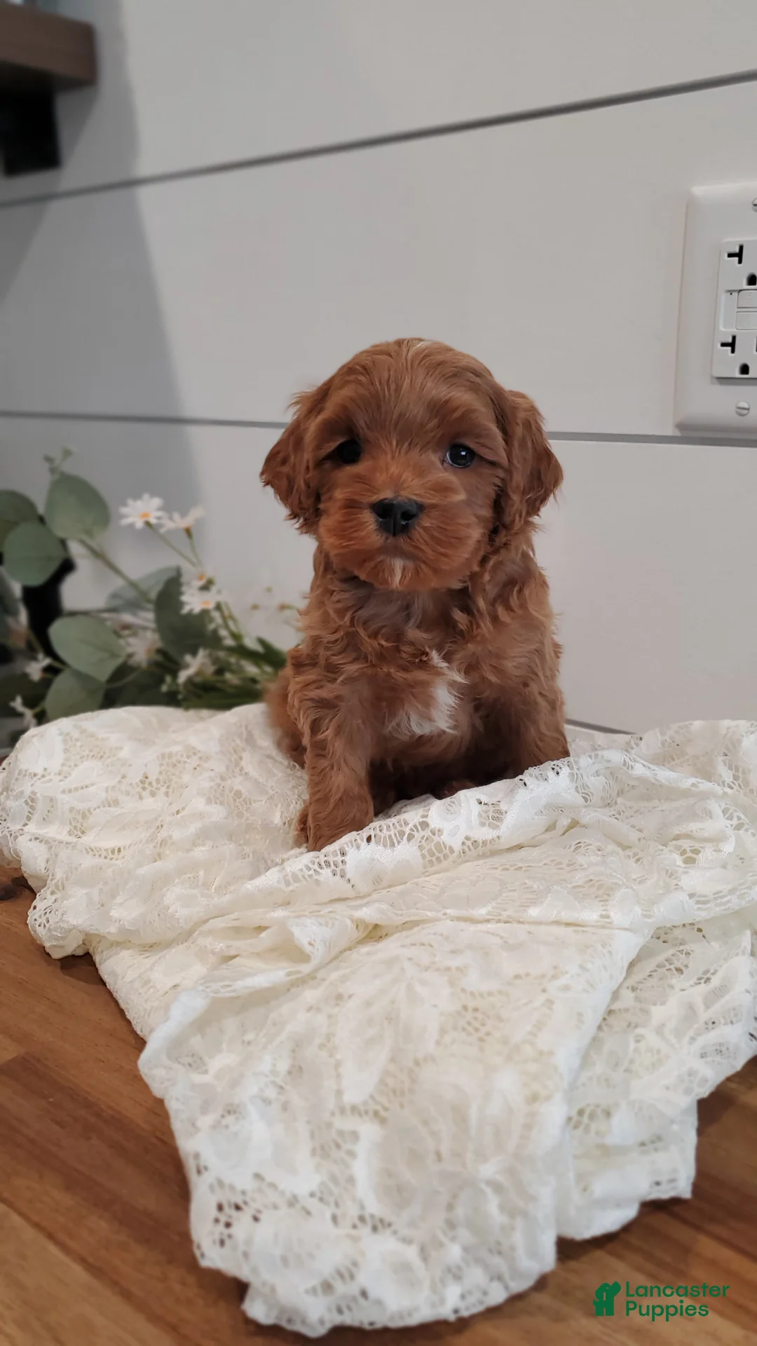 Cavapoo dogs for sale: Beau - Ad 4