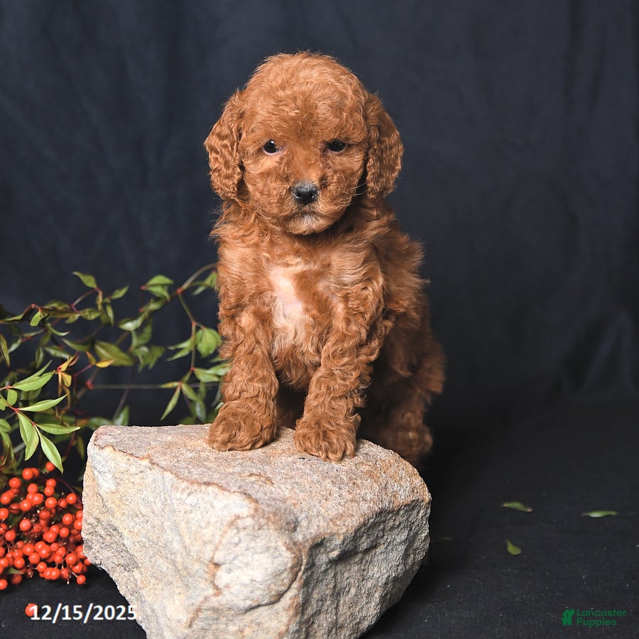 Miniature Poodle dogs Ivory - Ad 12