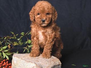 Miniature Poodle dogs Ivory - Ad 12
