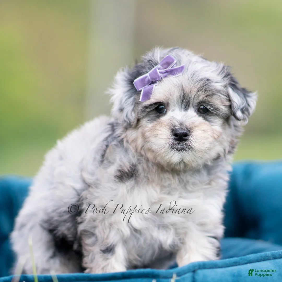 Maltipoo dogs for sale: Coco - Ad 2