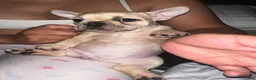 French Bulldog dogs for sale: Fawn frenchie - Ad 4