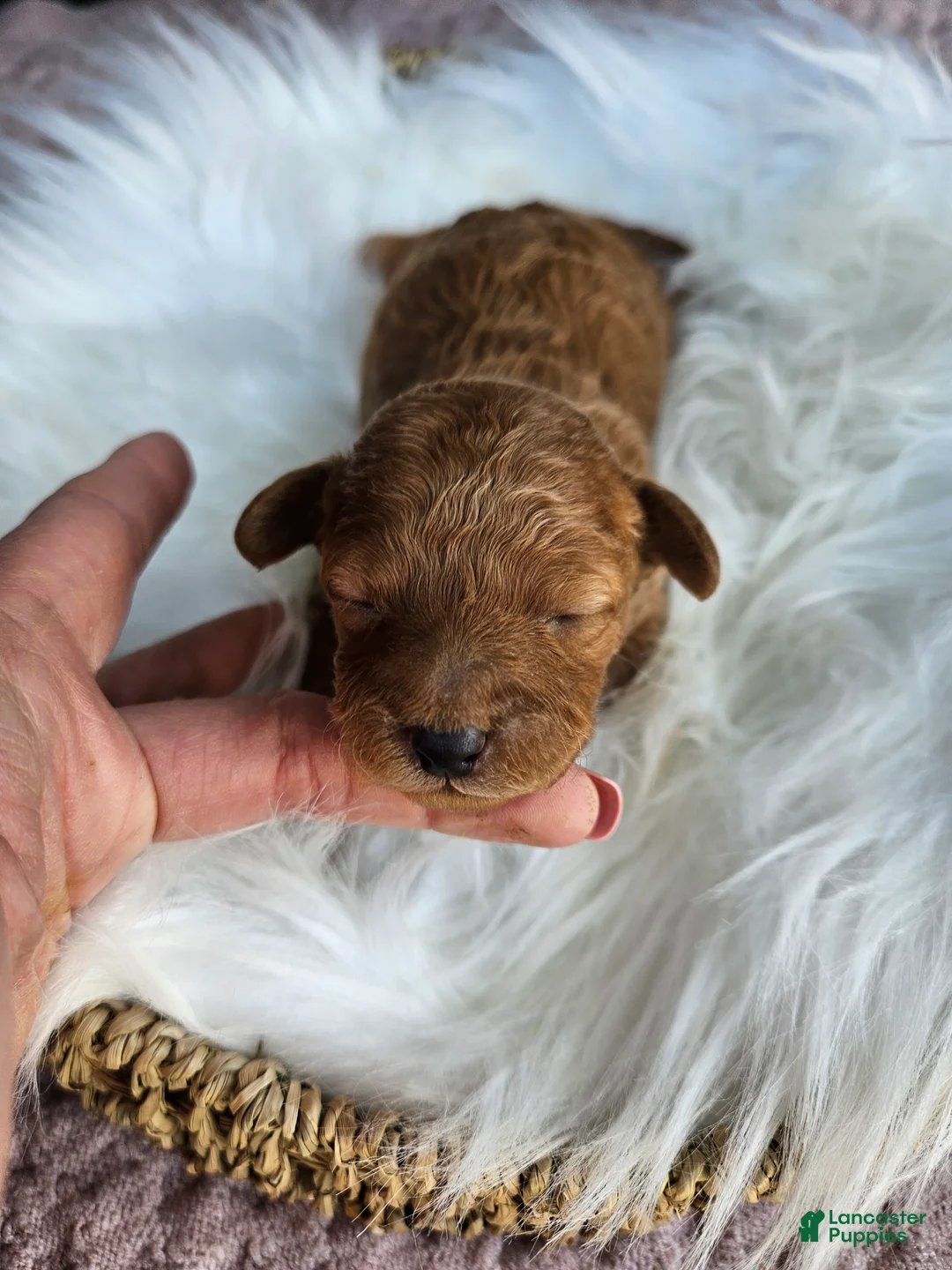 Cavapoo dogs for sale: Waffle - Ad 1