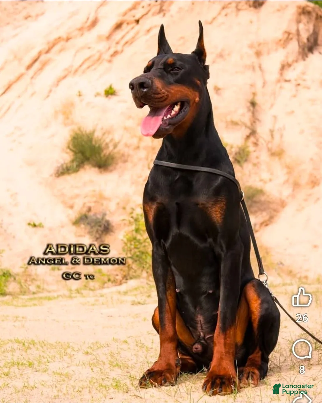 Doberman Pinscher dogs for stud: Adidas  - Ad 2