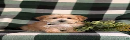 Morkie dogs for sale: Beethovan 7 lbs Full Grown - Ad 1