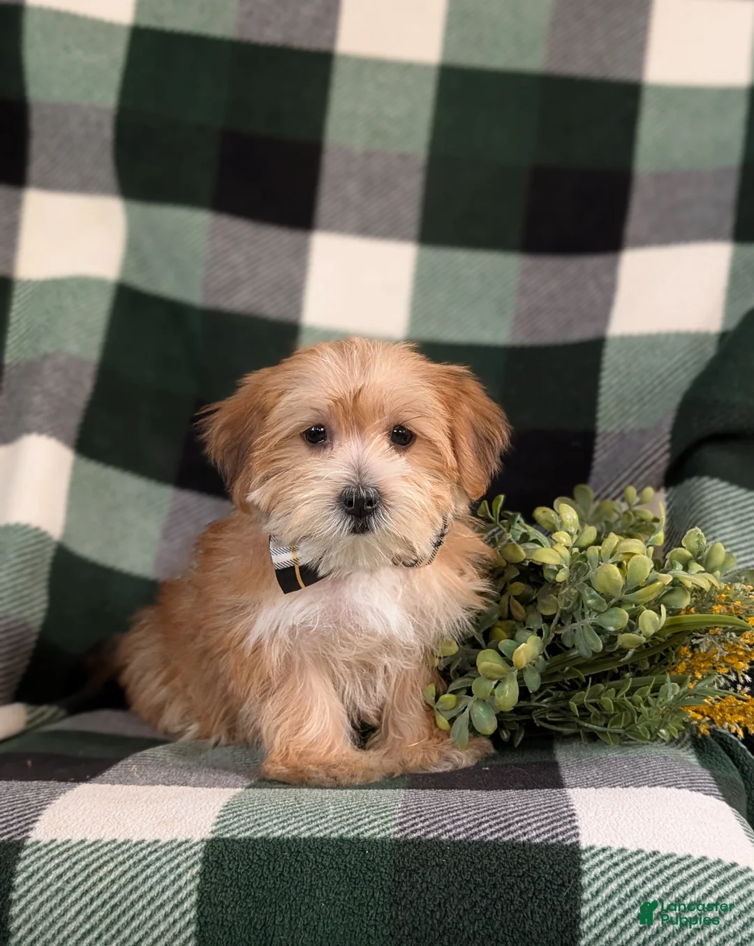 Morkie dogs for sale: Beethovan 7 lbs Full Grown - Ad 1