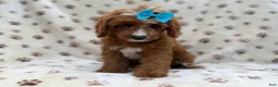 Cavapoo dogs for sale: Bailey - Ad 3