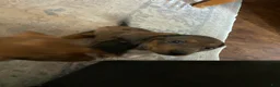 Miniature Dachshund dogs for sale: Duckie - Ad 6