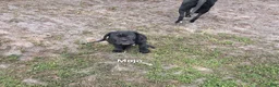 Cane Corso dogs for sale: Cane Corso 3 - Ad 2