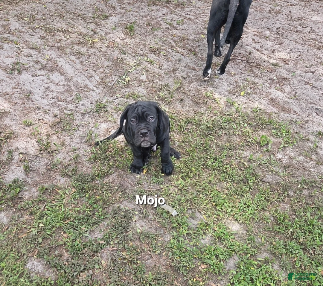 Cane Corso dogs for sale: Cane Corso 3 - Ad 2