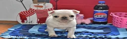 Pug dogs for sale: Priceless Pearl - Ad 3