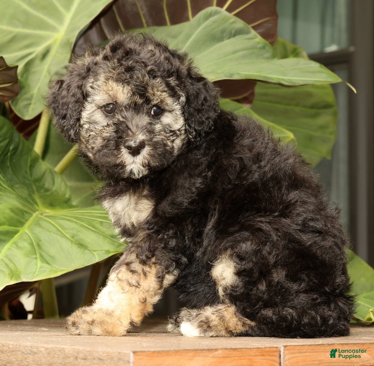 Mini Bernedoodle dogs Sadie - Ad 2