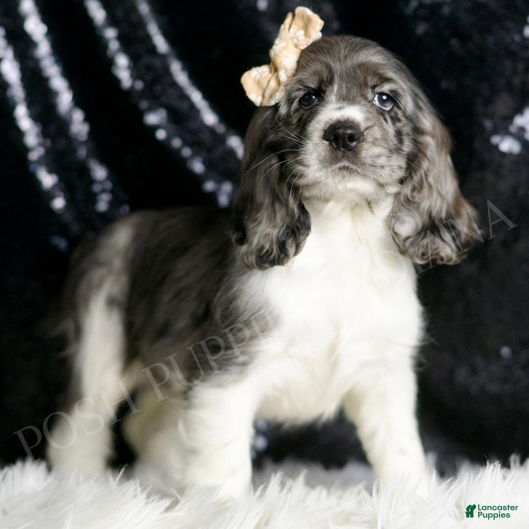 Cocker Spaniel dogs for sale: Faye - Ad 3
