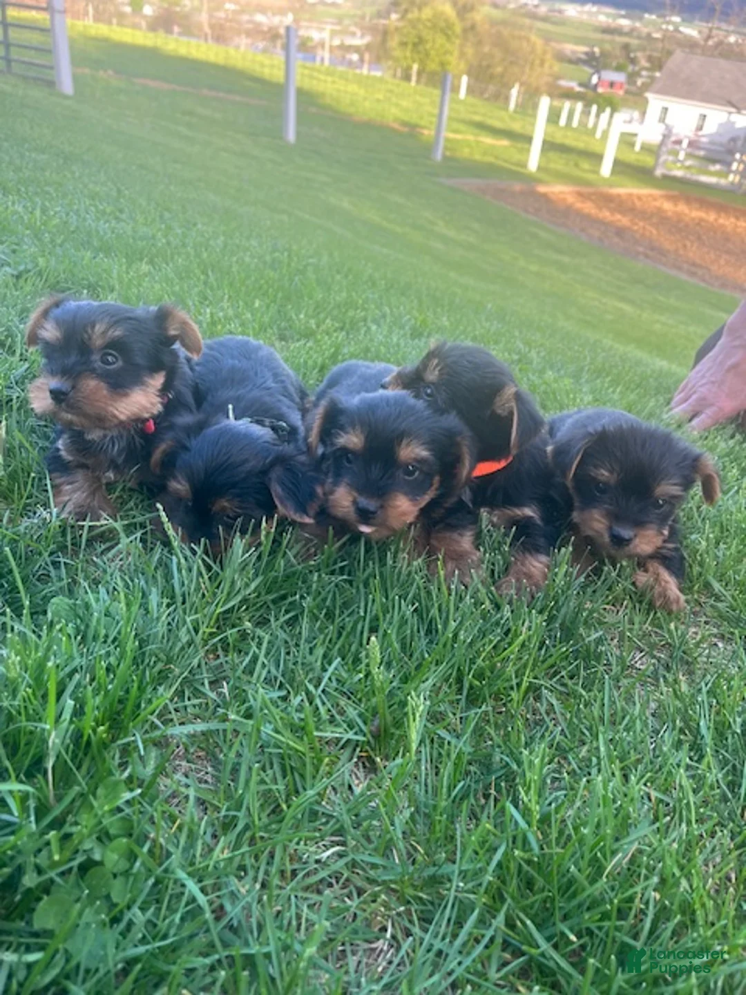 Yorkshire Terrier dogs for sale: Rylan - Ad 4