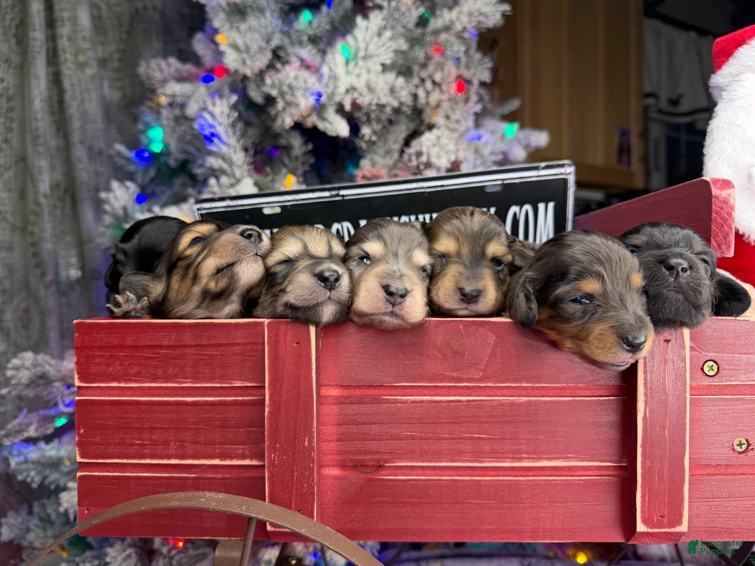 Miniature Dachshund dogs for sale: Black and tan/cr dapple - Ad 3