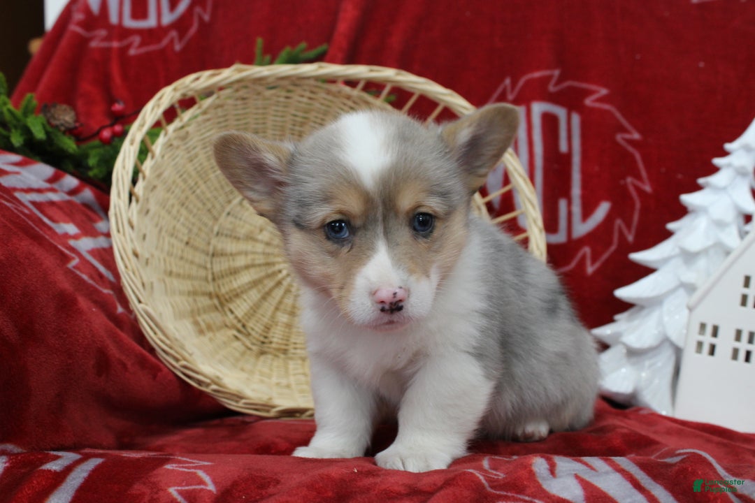 Welsh Corgi Pembroke dogs for sale: Bruno - Ad 8