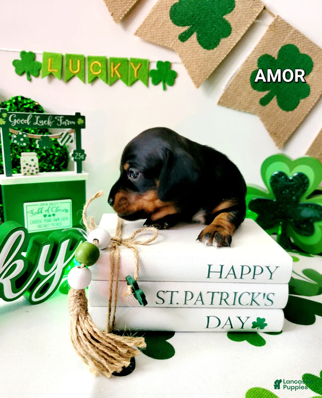 Miniature Dachshund dogs for sale: Amor - Ad 2