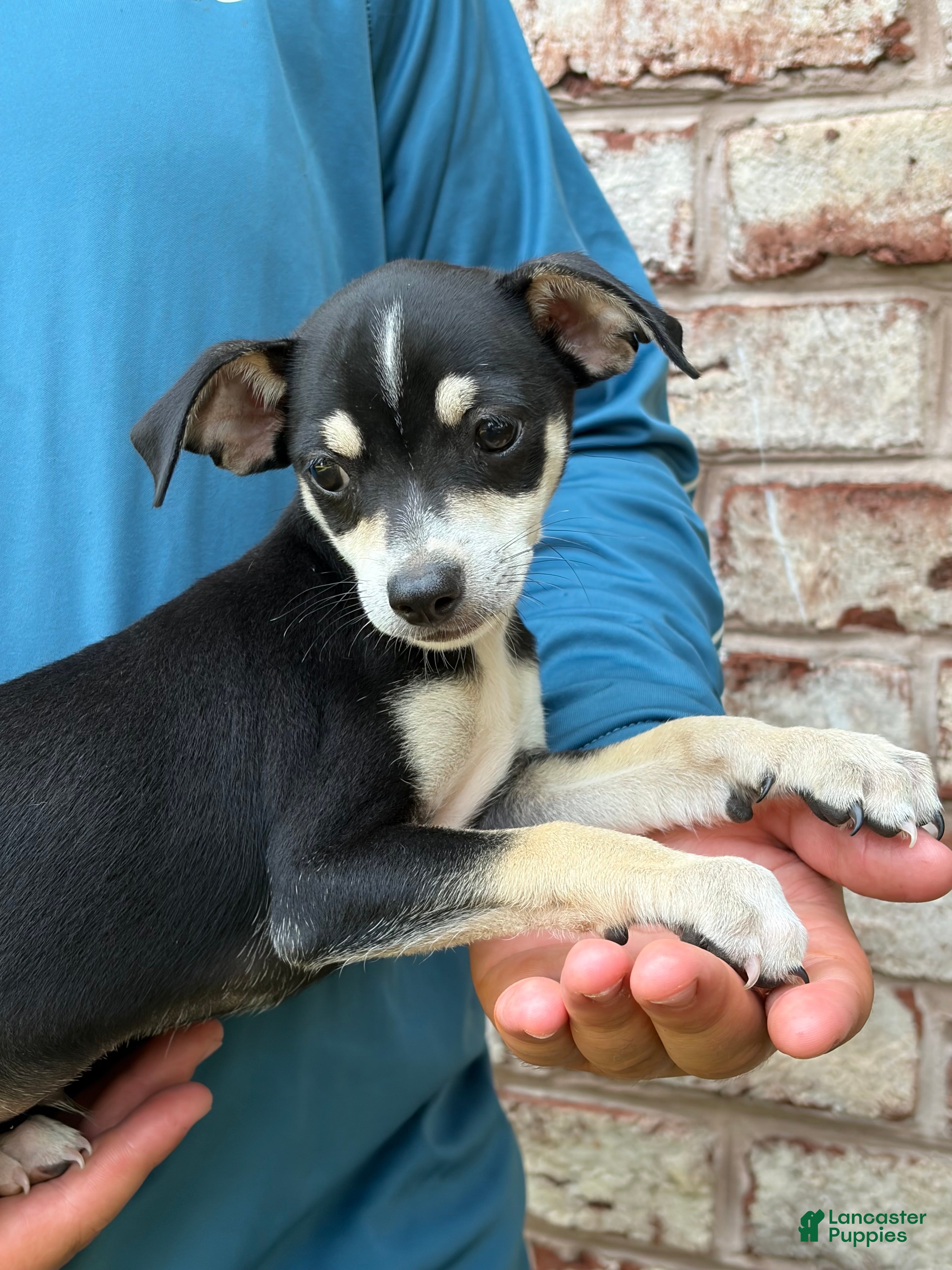 Mixed Breed dogs Bentley - Ad 1