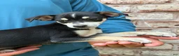 Mixed Breed dogs for sale: Bentley - Ad 4